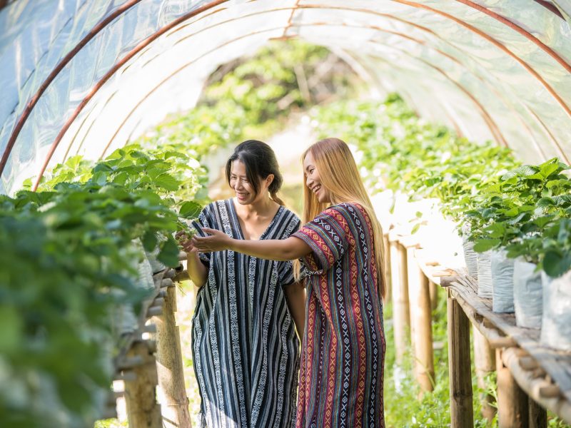 Beautiful farmer woman checking strawberry farm